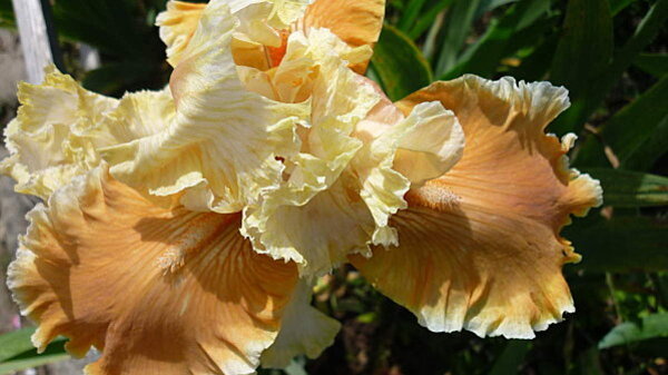 Floral-mai-2012-279.JPG