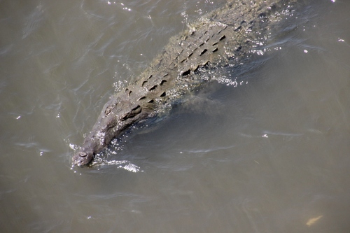 Crocodiles et caïmans