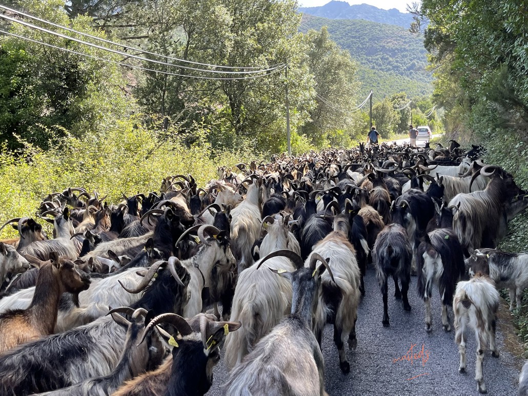 Départ pour la transhumance - Galéria