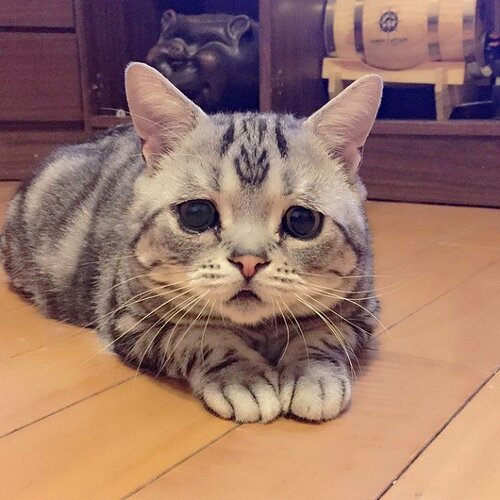 Luhu, le chat le plus triste d’Internet