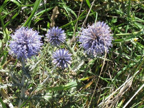 Des chardons bleus