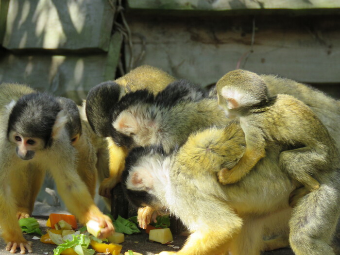 Zoo de la Boissière Du Doré (21).