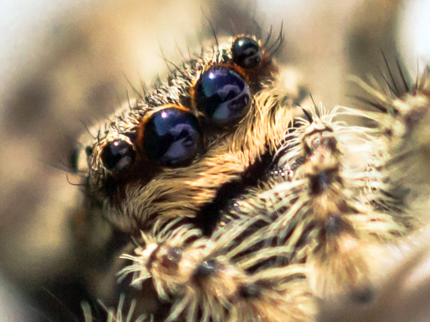 Quel regard !  (saltique Marpissa muscosa)