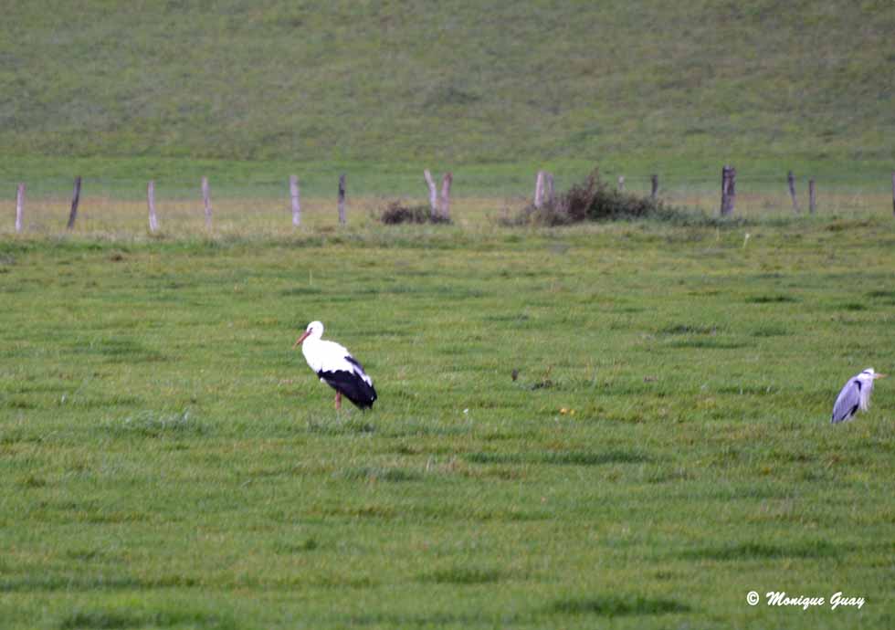 Cigogne et héron cendré