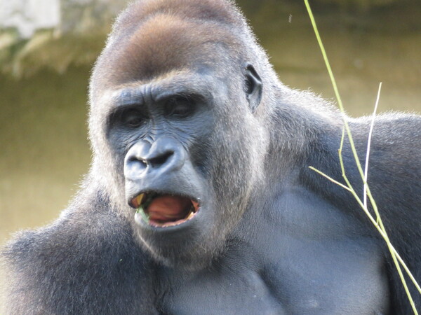 Zoo de Beauval (12).