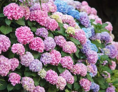 Fleurs cultivées : Hortensia