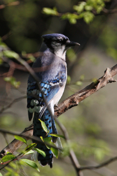 Les plus beaux oiseaux de Central Park