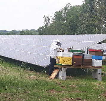 Les abeilles carbure'nt à l'énergie solaire ... 