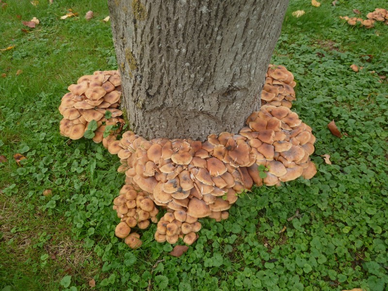 Beautés de l'automne ...