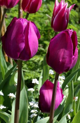 Tulipes 2021 : Triumph Blue Purple