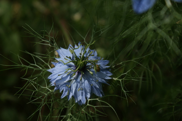 Acrostiche en fleur: N