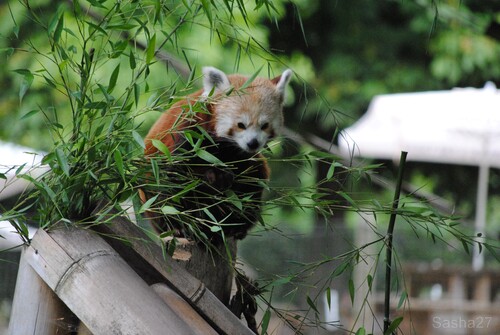 (31) Le Panda Roux.