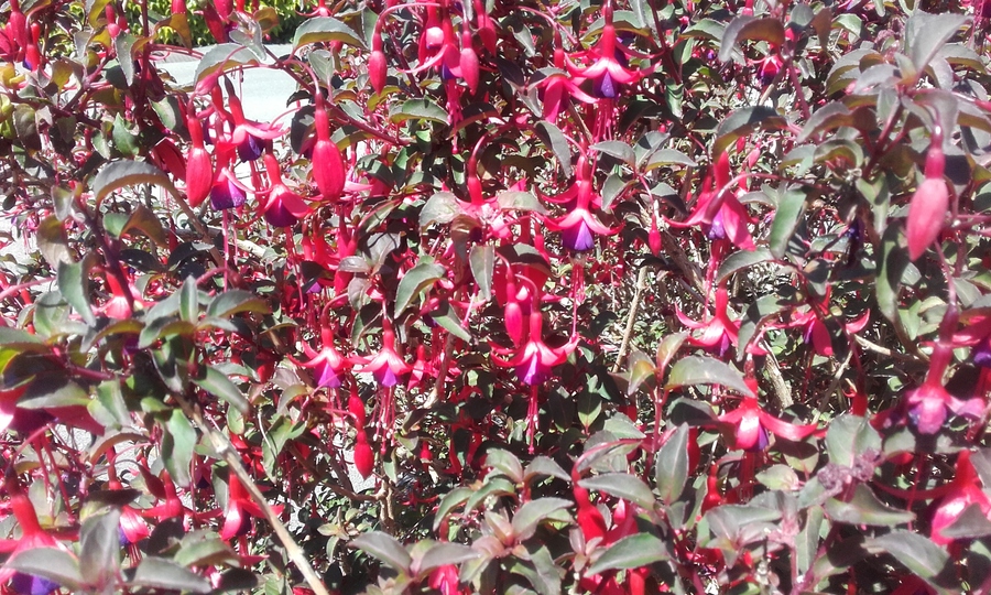  Fuschias le retour 