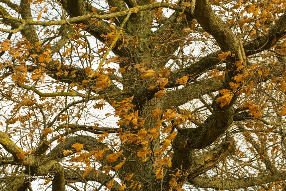 Parfum d'automne