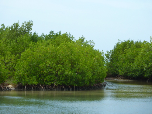 la Mangrove, les palétuviers