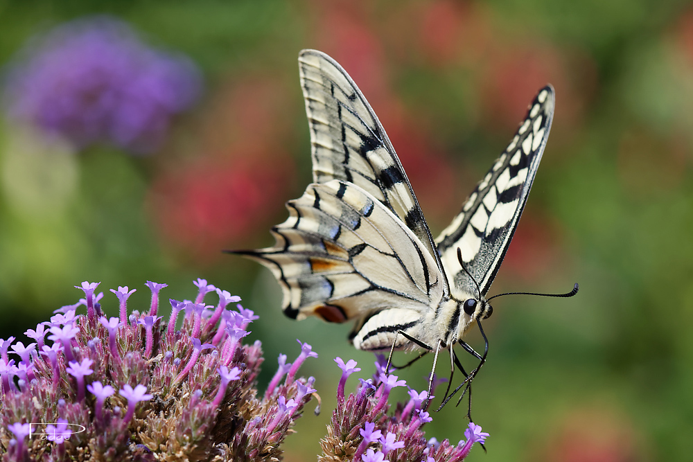 Le Machaon