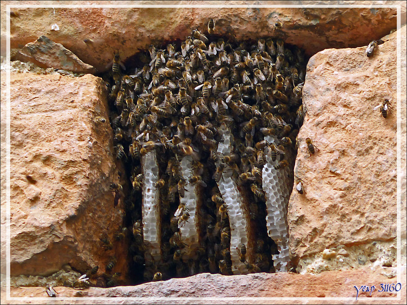 Essaim et rayons d'abeilles sociales mellifères (Apis mellifera mellifera) - Aulon - 31