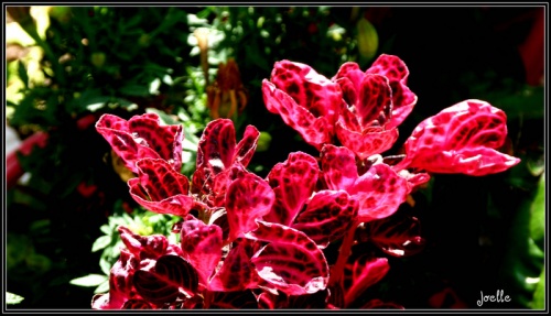 Nantes parc floral 