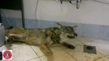 Fichier:Arctic-Lineage-Canine-Distemper-Virus-as-a-Cause-of-Death-in-Apennine-Wolves-(Canis-lupus)-in-Italy-pone.0082356.s001.ogv