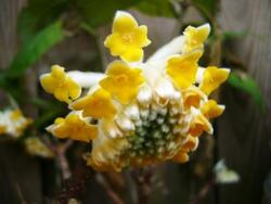 Beauté parfumée : Edgeworthia chrysanta