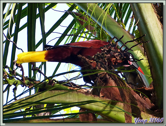 Blog de images-du-pays-des-ours : Images du Pays des Ours (et d'ailleurs ...), Cassique de Montezuma ou Oropendola de Montezuma (Psarocolius montezuma)  -Tortuguero - Costa Rica