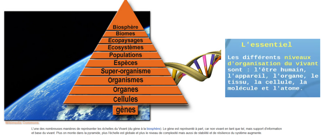Organisation des Êtres vivants