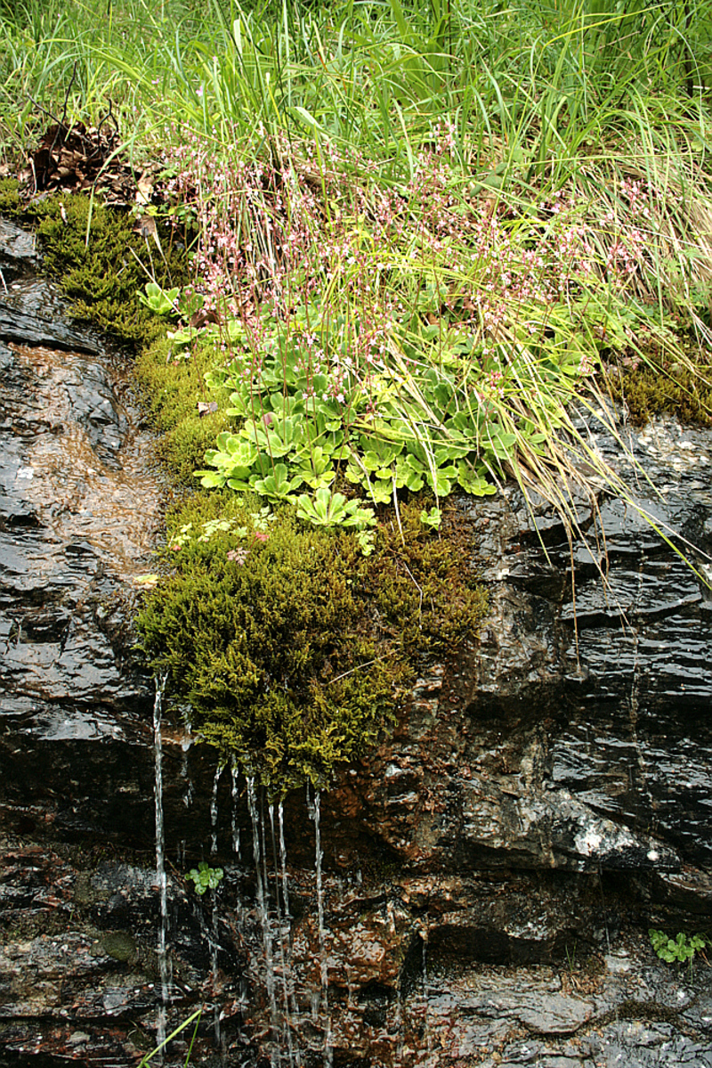Mousses et saxifrages de l'ombre à la Ursatère - Milhas - Massif de Paloumère - 31  (Flore)