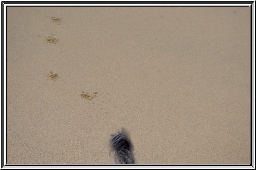 Titi Falcon à la plage