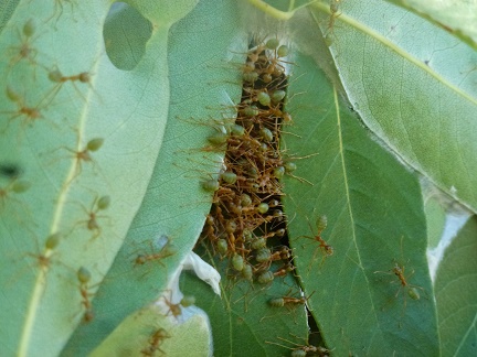 Fourmis vertes au travail 