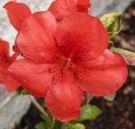 Identification par les fleurs !