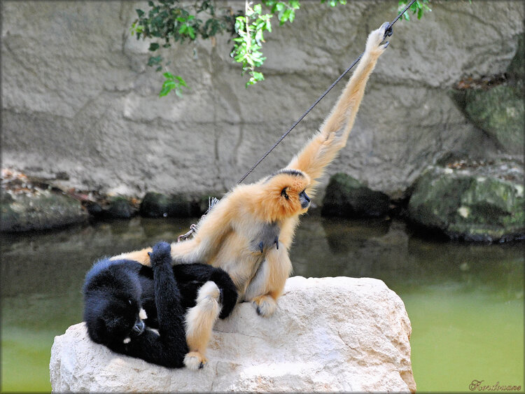 Photo de Gibbon à favoris roux (Zoo de la Palmyre)