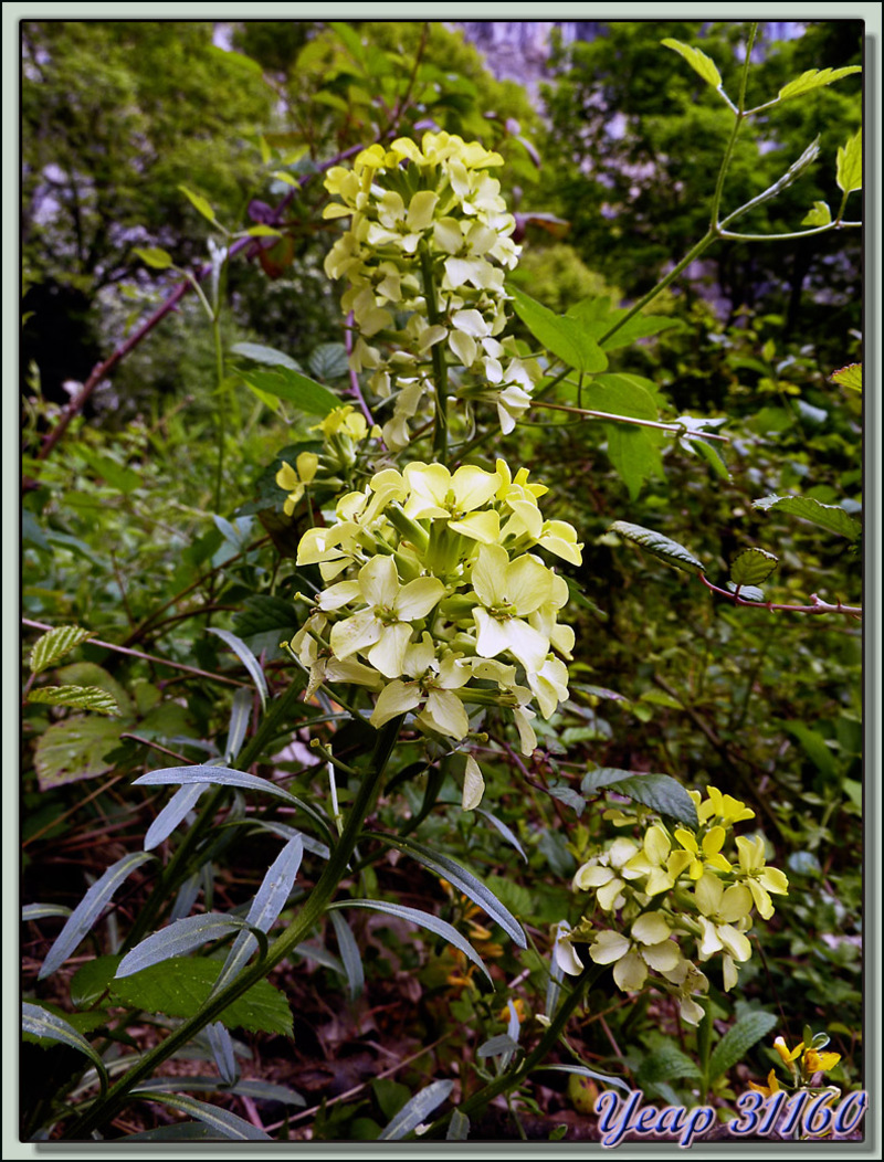 Vélar en baguettes (Erysimum virgatum) - Choranche - 38  (Flore)