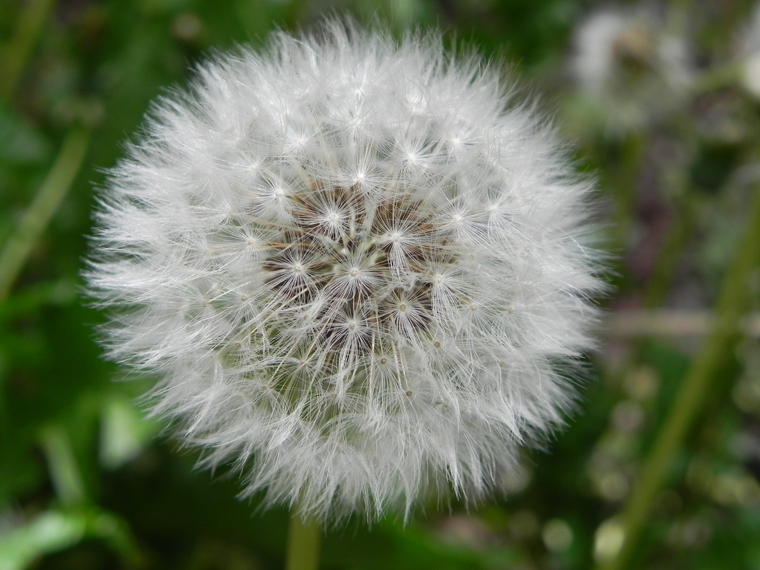 l'Eurovision en fleur ... lol lol