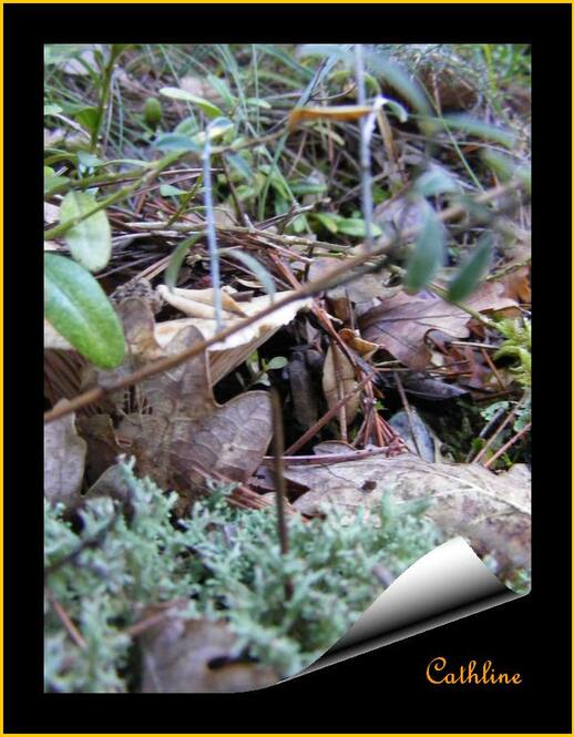 Sortie Champignons 