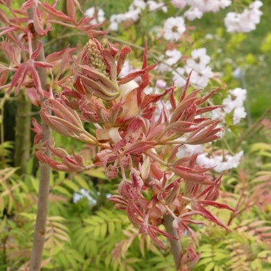 Les Journées des Plantes et Art du Jardin de Crécy la Chapelle 2019...