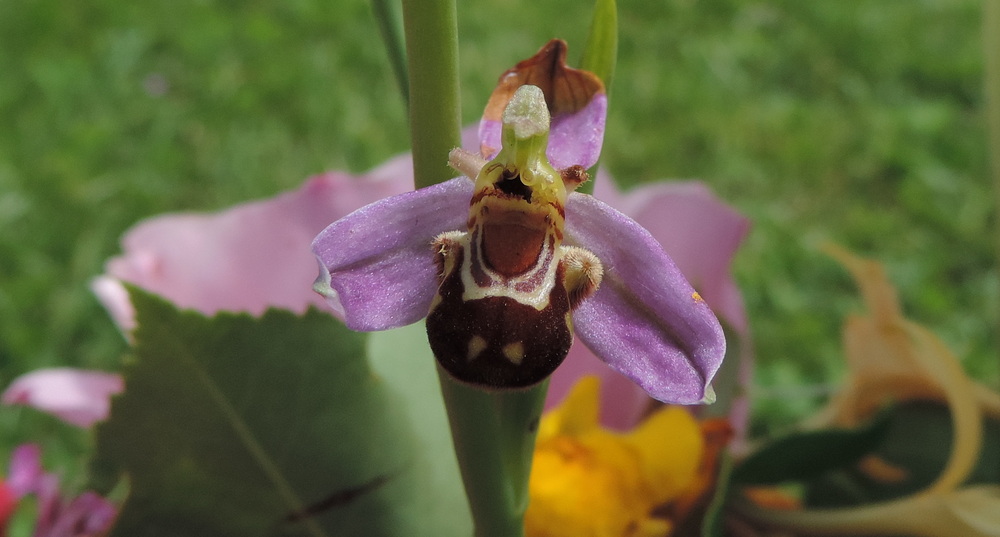 une orchidée sauvage