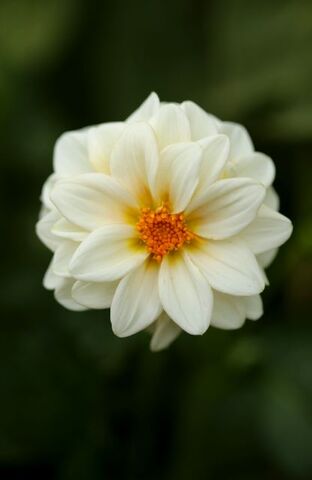 Eclosion d'un dahlia : Orage Blanc