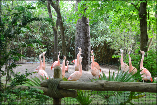 La Flèche Zoo