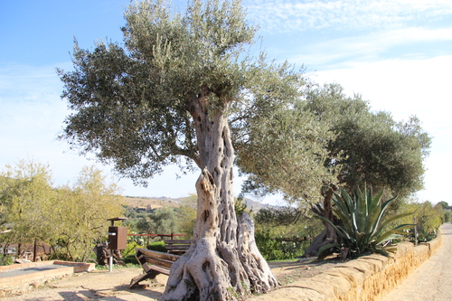 Arbres et fleurs en Sicile