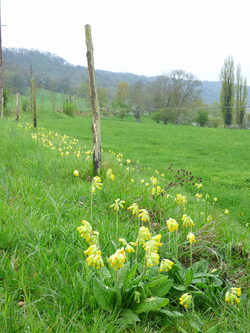 Le circuit de Caumont