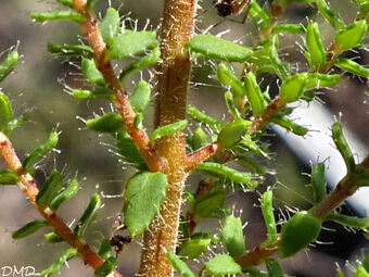 Erica ciliaris  -  bruyère ciliée