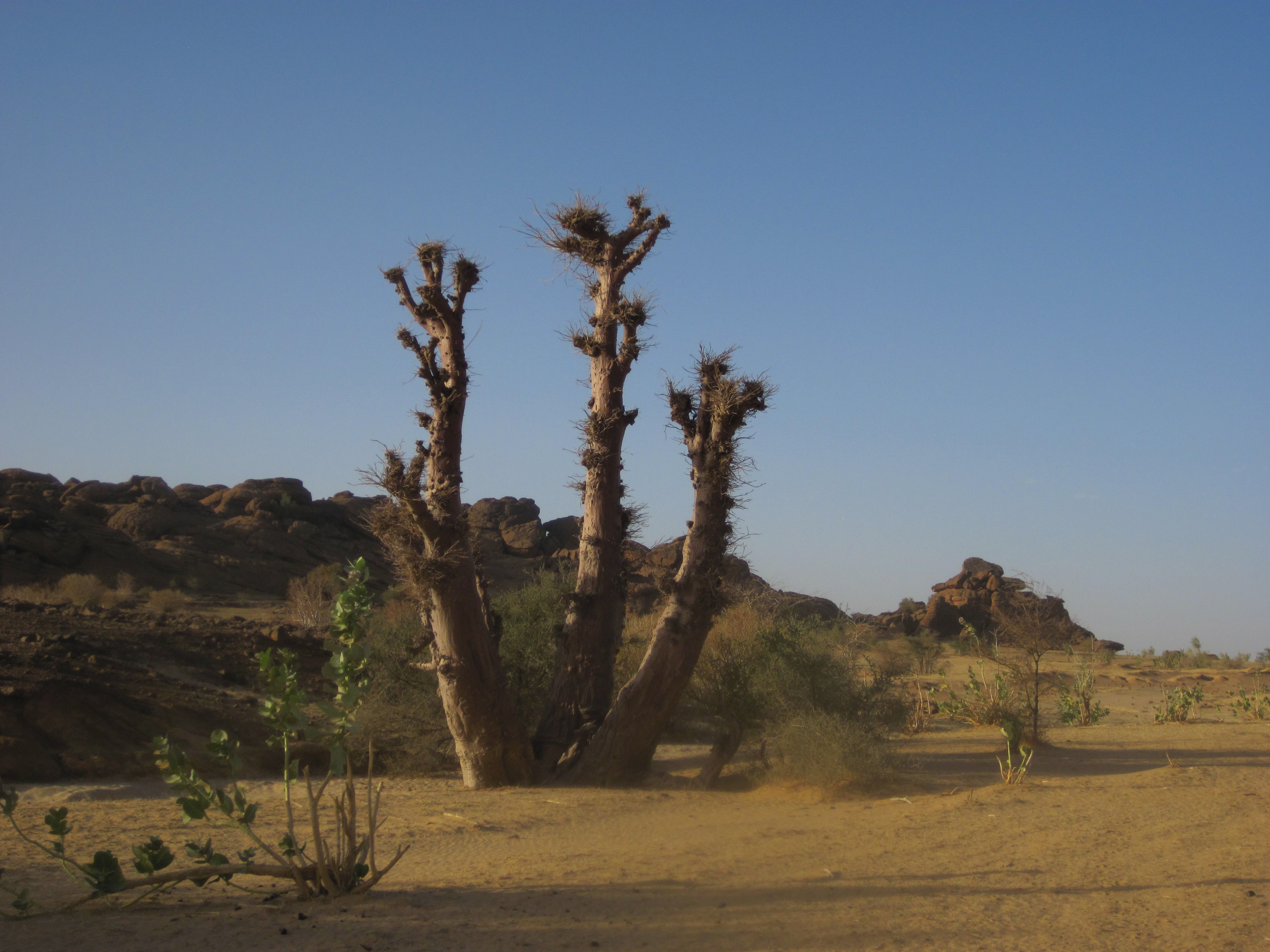 Bivouac avant Kiffa