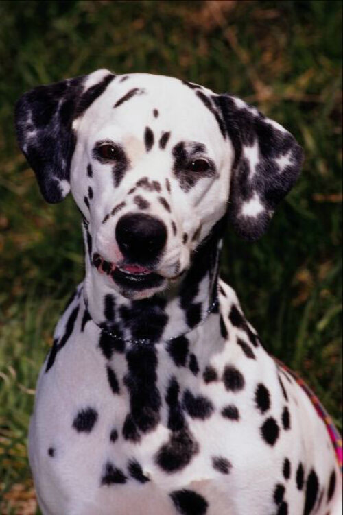 Races de chiens:  Dalmatien