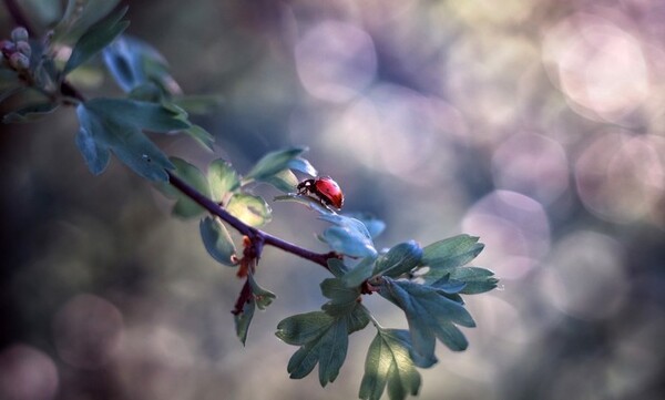 macro, spider, bokeh, lights, night, background,  photo, hd, wallpaper (2)