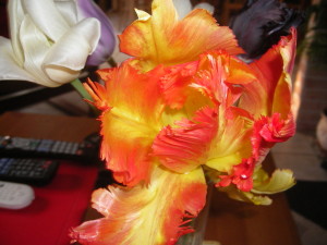 tulipe-flamme.JPG
