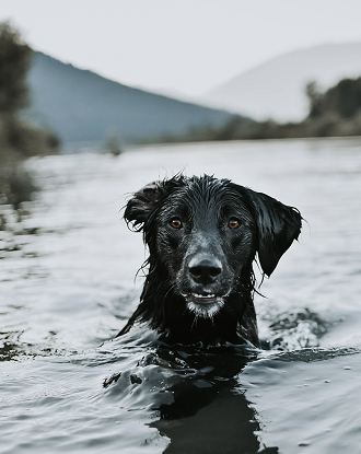 Le chien noir ... 