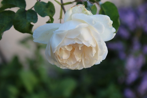 Dernières roses