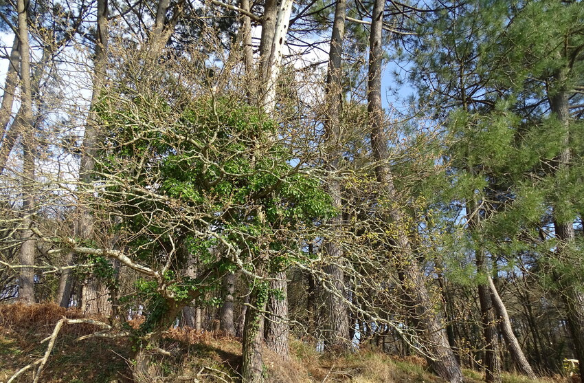 Gueule d'arbres sur le sentier du Bono 