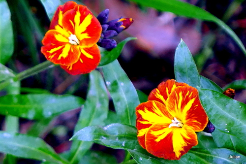 Les fleurs de la giroflée 