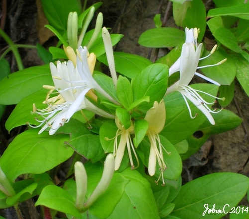 Les fleurs du Jardin